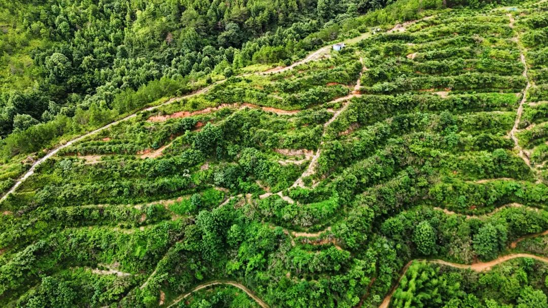 珠兰幽谷杨梅红 满枝佳果引客来，采摘欢歌映山乡