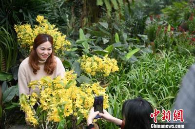 幽谷珠兰香满径——南宁青秀山万珠兰花迎春盛放