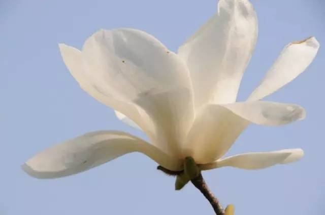 玉兰花开又一春 幽兰谷珠兰