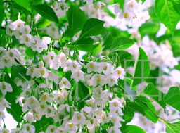 幽兰谷珠兰 叶脉玫瑰花瓣与四叶草干花的匠心美学